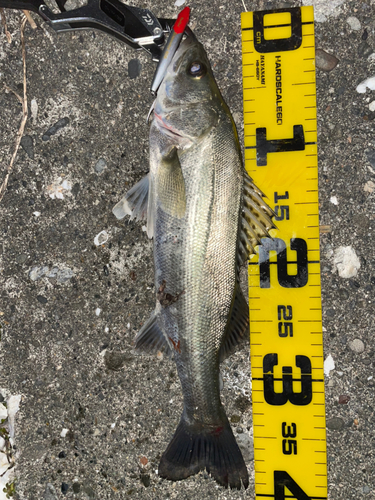 セイゴ（マルスズキ）の釣果