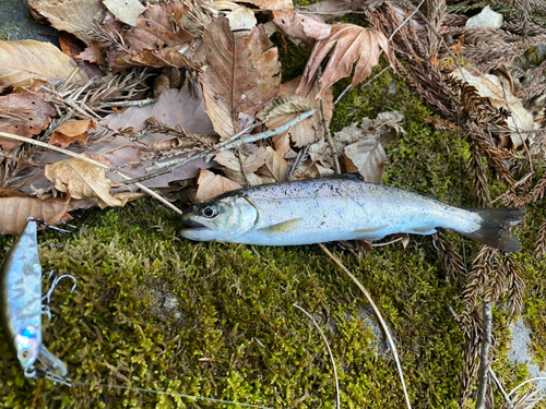 ヤマメの釣果