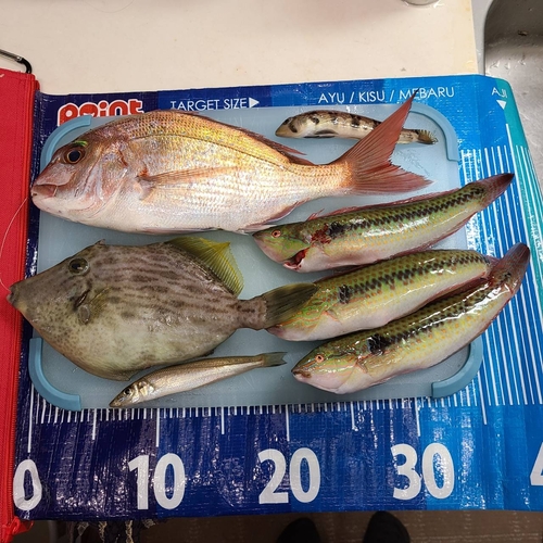 マダイの釣果