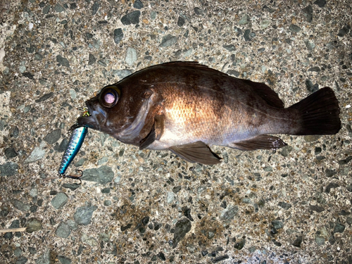 シロメバルの釣果