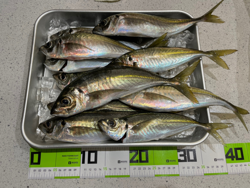 アジの釣果