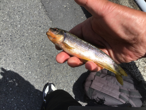 カワムツの釣果