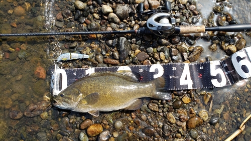 スモールマウスバスの釣果