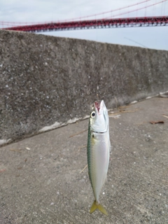 マサバの釣果