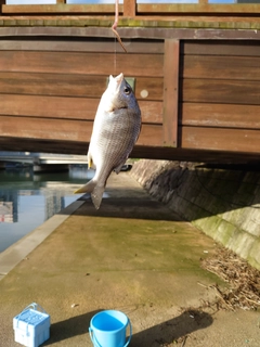 キビレの釣果