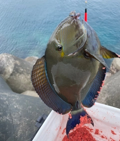 トカジャーの釣果