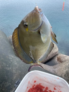 トカジャーの釣果