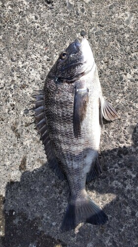 クロダイの釣果