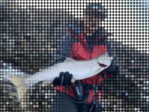 アメマスの釣果