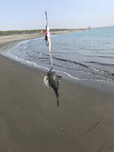 クサフグの釣果