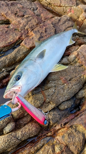 ハマチの釣果