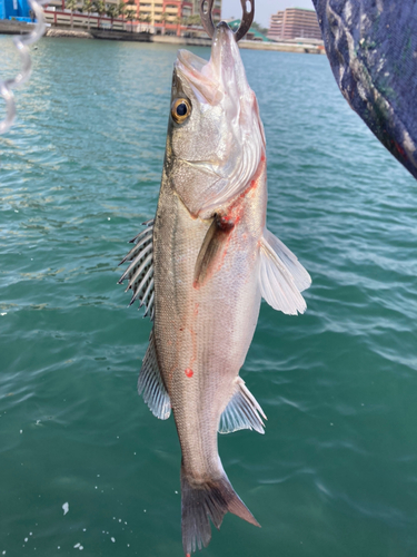 ヒラスズキの釣果