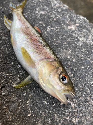 カワムツの釣果