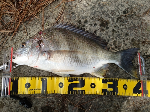 キチヌの釣果