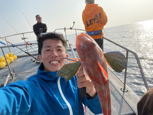 ホウボウの釣果