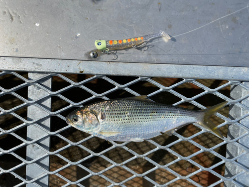 コノシロの釣果