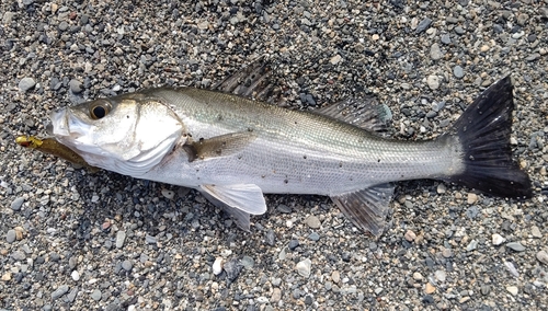 フッコ（マルスズキ）の釣果