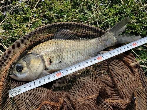 ヘラブナの釣果