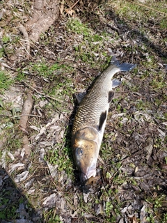 ニゴイの釣果