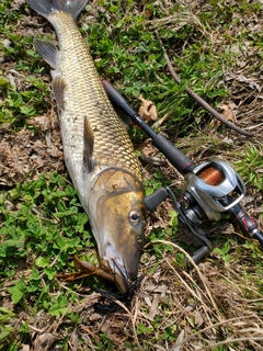 ニゴイの釣果