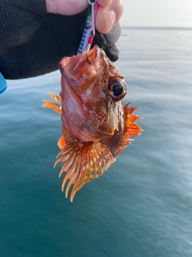 アラカブの釣果