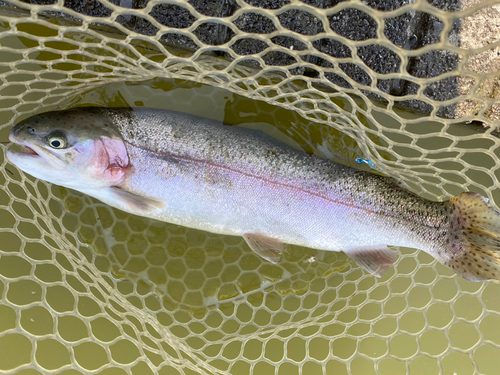 ニジマスの釣果