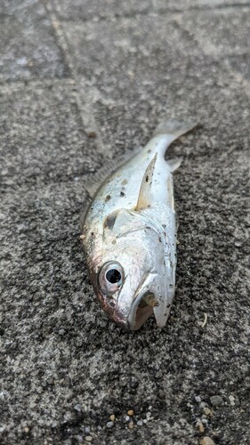 シログチの釣果