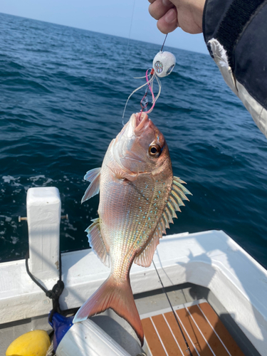 マダイの釣果