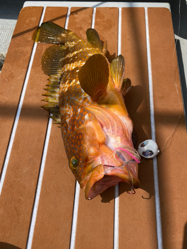 アコウの釣果