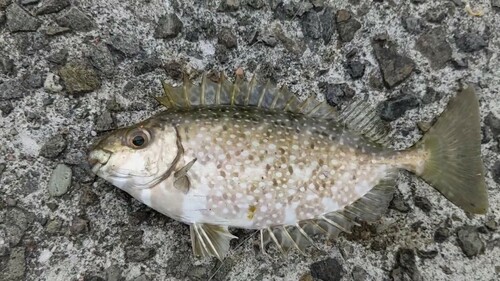 アイゴの釣果