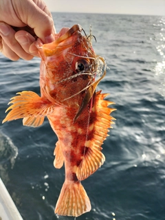 アラカブの釣果