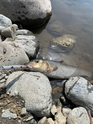 ニゴイの釣果