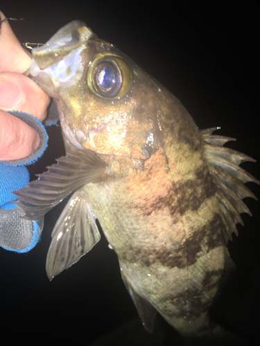 アカメバルの釣果