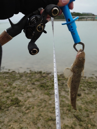 ミナミマゴチの釣果