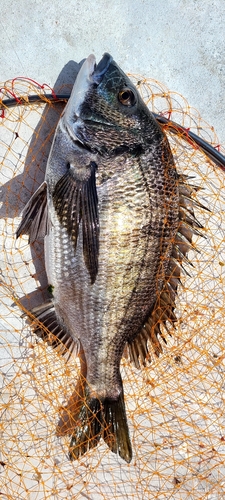 チヌの釣果