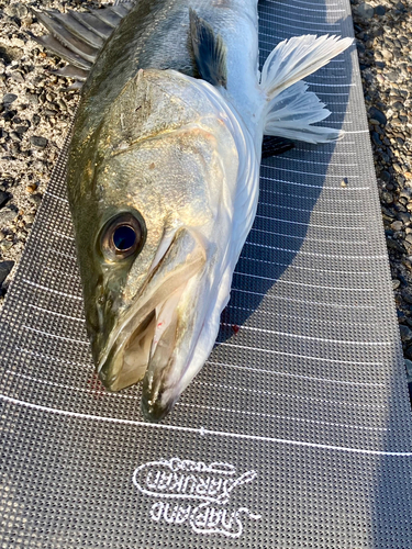 フッコ（マルスズキ）の釣果