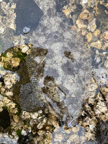 ヒラメの釣果