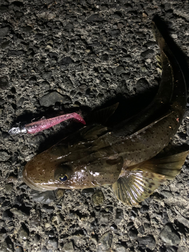 マゴチの釣果