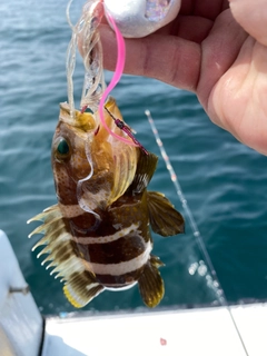 アオナの釣果