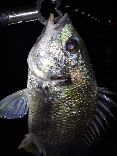 キビレの釣果