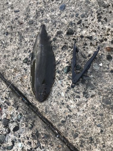 クロウシノシタの釣果