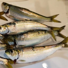 カタボシイワシの釣果