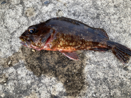 カサゴの釣果