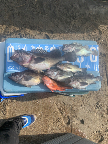 クロソイの釣果