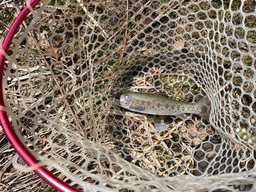 ニジマスの釣果