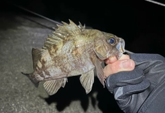 クロメバルの釣果