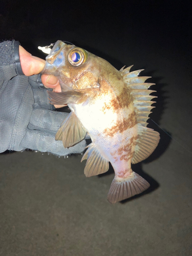 メバルの釣果