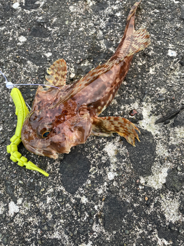 カジカの釣果