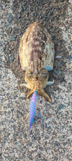 コウイカの釣果