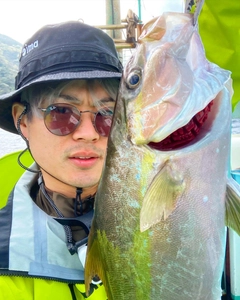 カンパチの釣果